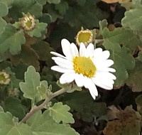 リュウノウギク   これは皇室紋章とは何の関係もない野原に咲く菊