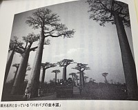 バオバブの並木道。観光名所となっている