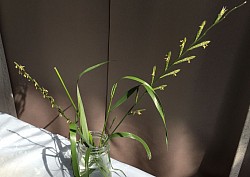 カモジグサ？？？