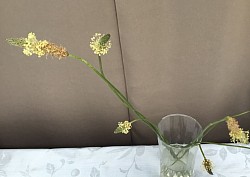 ヘラオオバコ